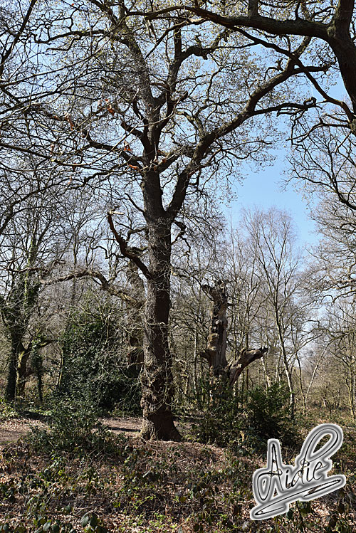 Sherwood Forest Oak